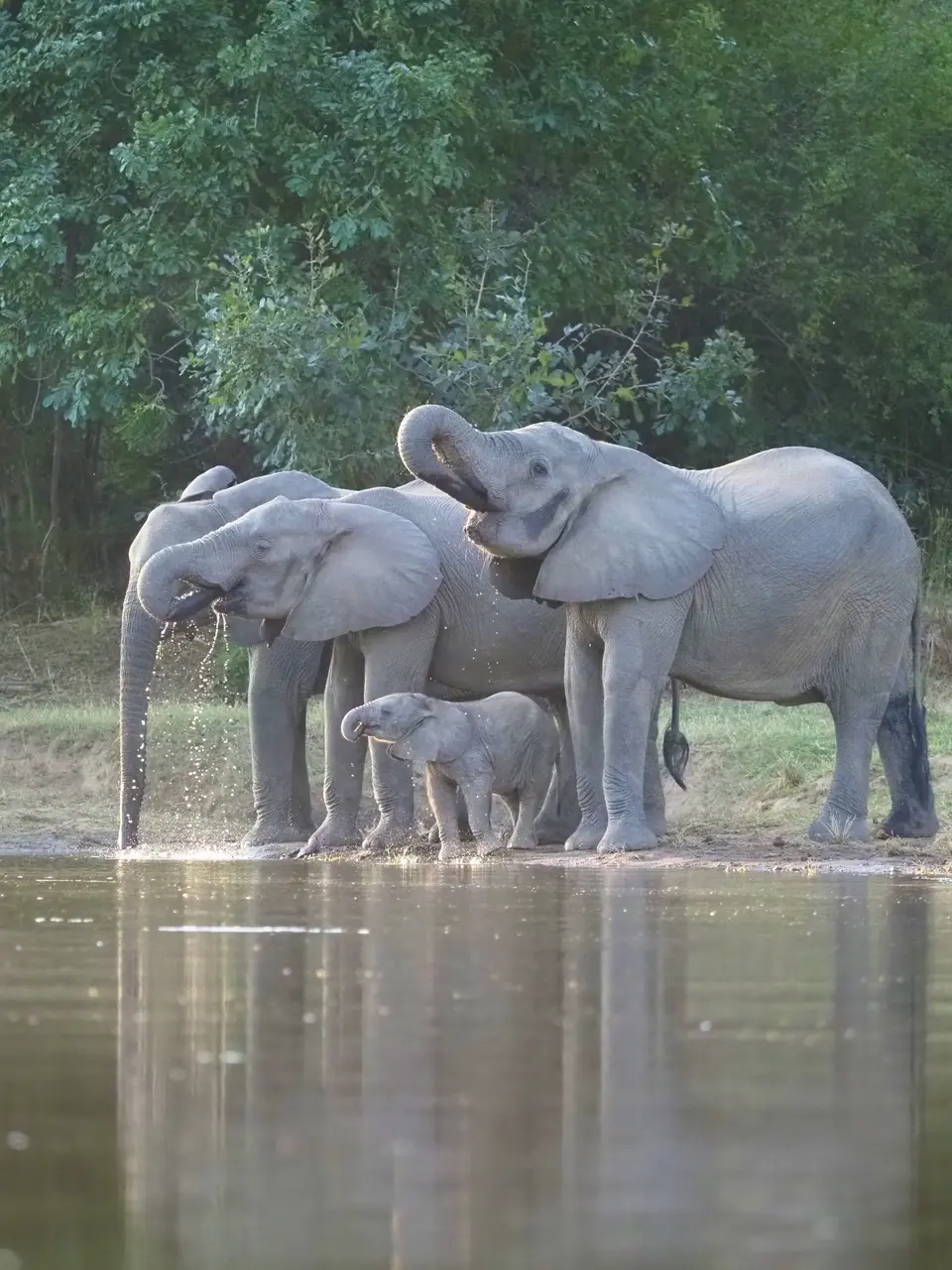 Elephants Quench Thier Thirst