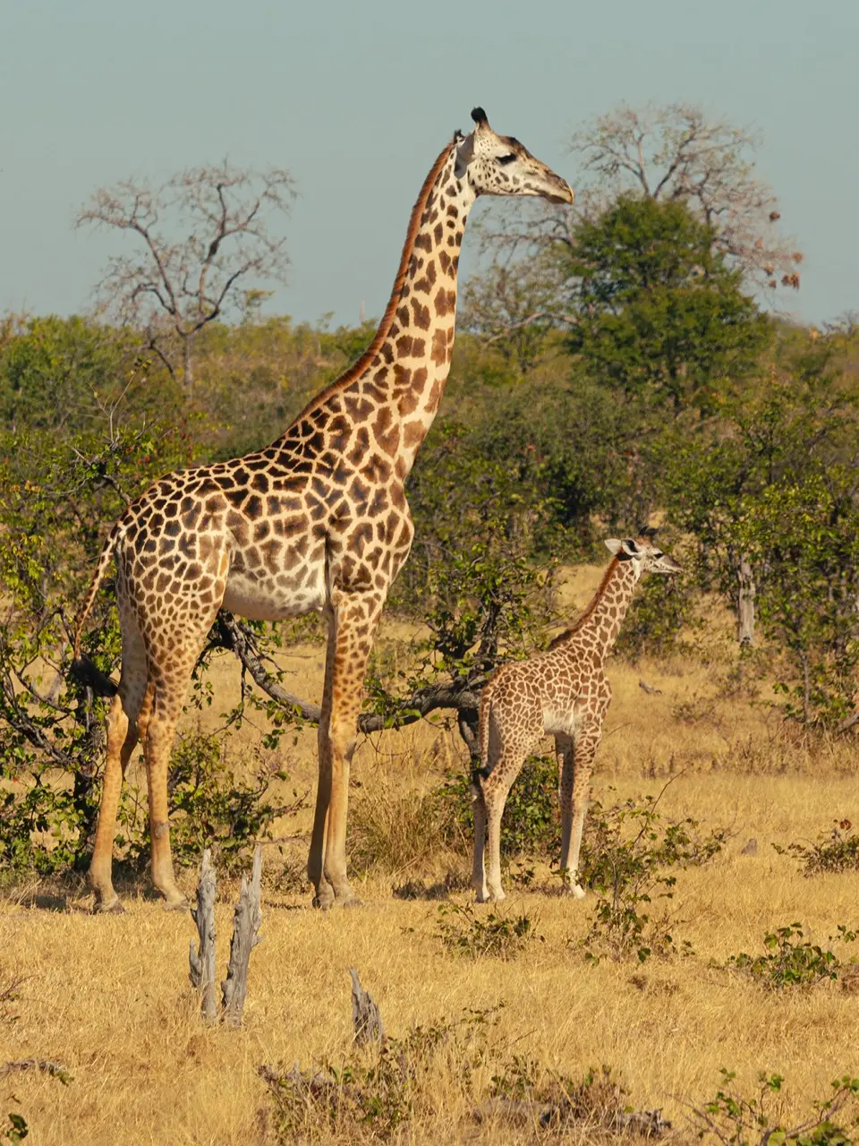 Giraffe: Mother & Child