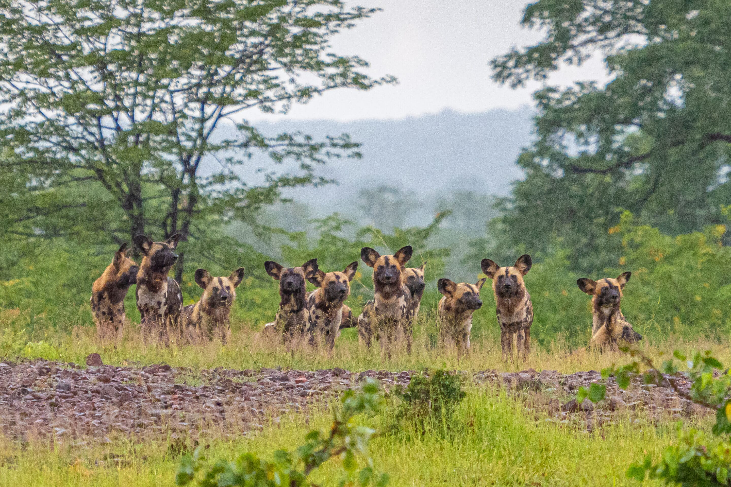 African Wild Dogs. Photo Credit: Mike Paredes
