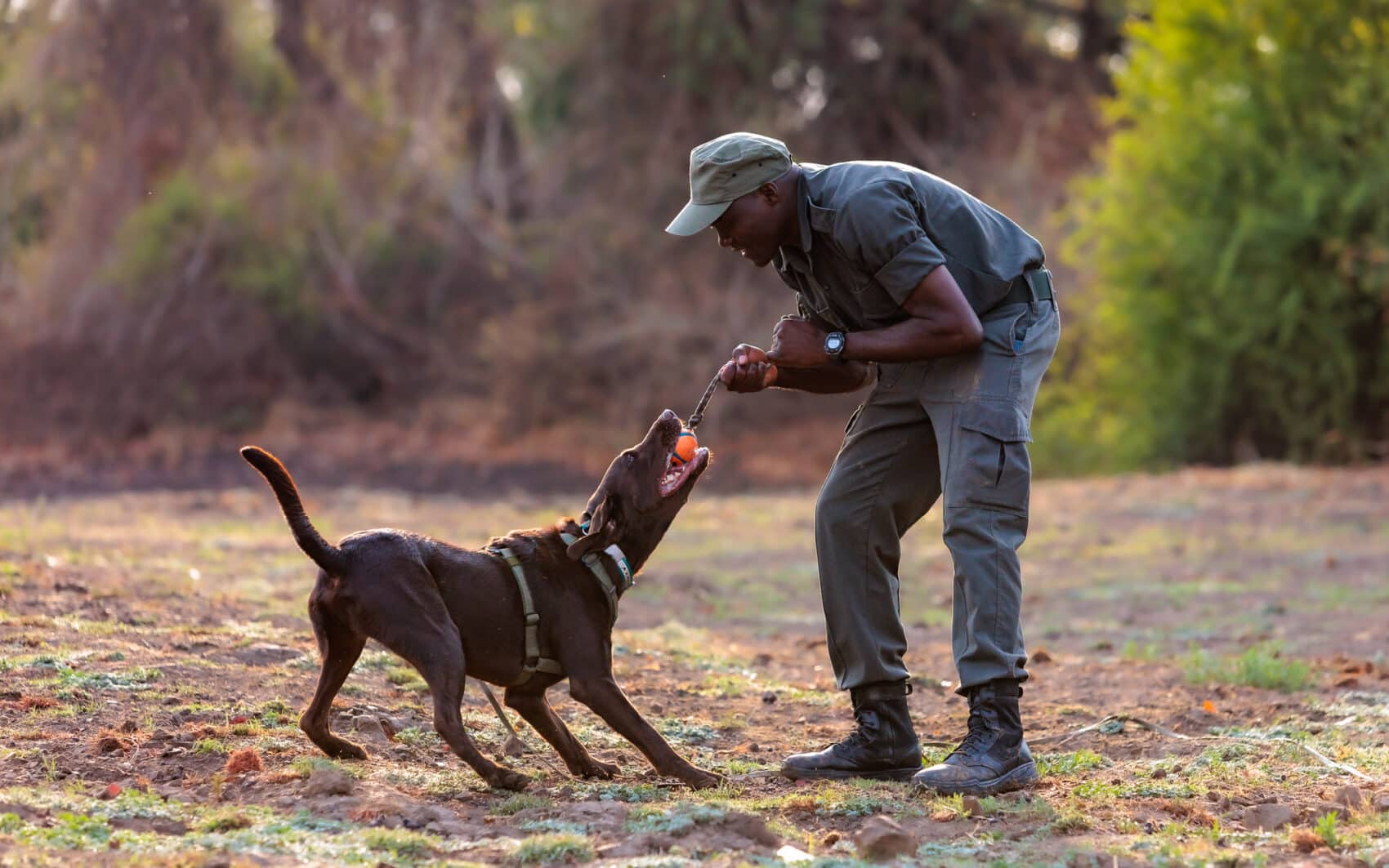 Join the Fight Against Wildlife Crime with Conservation South Luangwa’s K9 Unit!